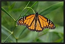 monarchvlinder 7D 0073 kopie